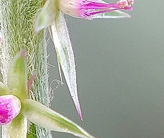 Lathzira Tree Flowers - Vibrant Blooms