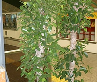 Laurel Fig Tree Fruits - Nutrient-Rich Figs