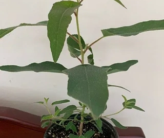 Lemon Eucalyptus Tree - Aromatic Leaves