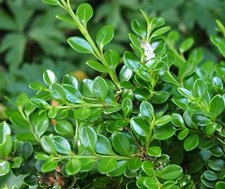 Littleleaf Boxwood - Formal Hedge