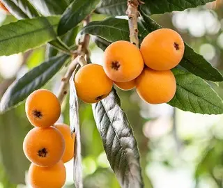 Loquat Tree - Juicy Fruits