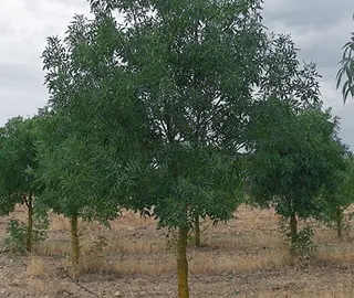 Narrow Leaf Ash Tree - Textured Bark