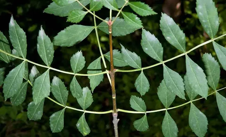 Narrow Leaf Ash Tree - Majestic Beauty