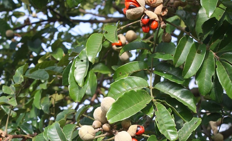Natal Mahogany Tree - Subtropical Beauty
