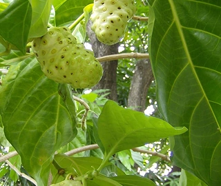 Noni Tree - Superfruit