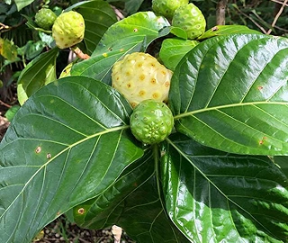 Noni Tree - Fragrant Flowers