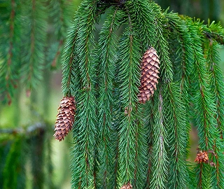 Norway Spruce Tree - Cylindrical Cones