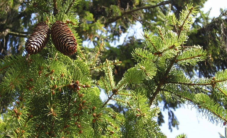 Norway Spruce Tree - Majestic Evergreen
