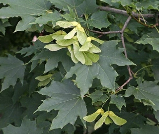 Norway Maple Tree - Vibrant Foliage