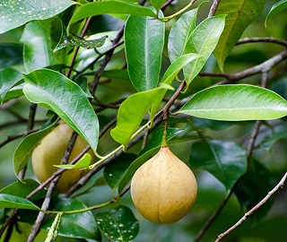 Nutmeg Tree - Glossy Leaves