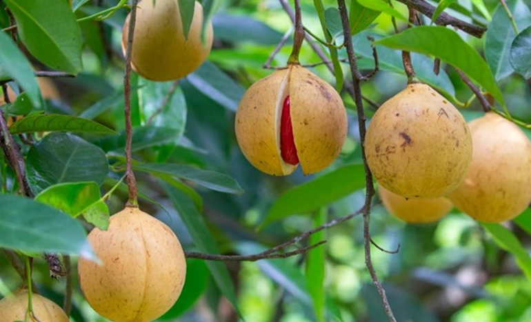 Nutmeg Tree - Spice Powerhouse