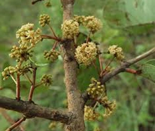 Dhawada Tree Environmental Benefits