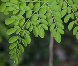 Drumstick Tree Medicinal Uses