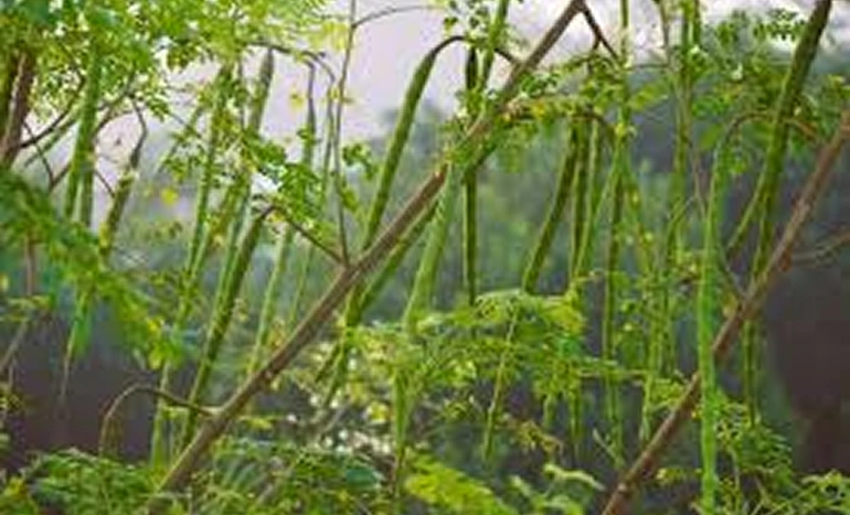 Drumstick Tree - Miracle Tree