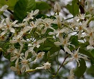 Dudhi Tree - Medicinal Properties