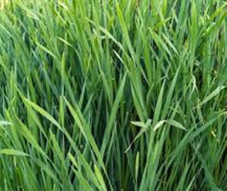 Durva Grass Environmental Benefits