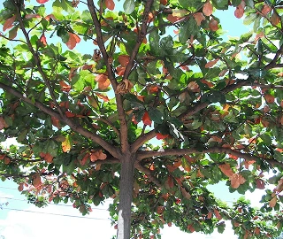 Indian Cork Fig Tree