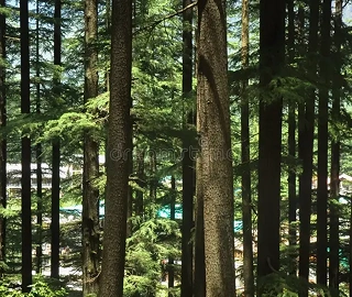 Indian Cork Fig Tree