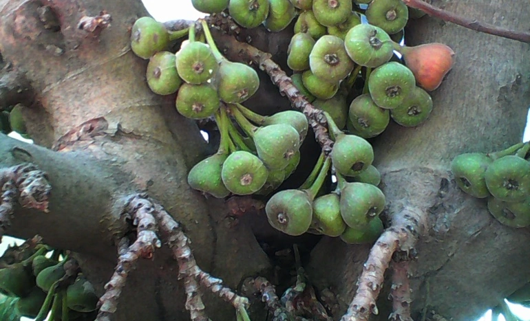 Indian Cork Fig Tree