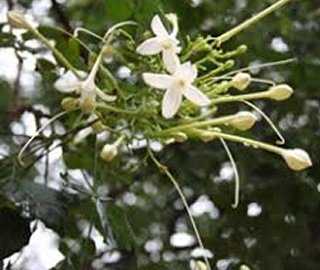 Indian Cork Fig Tree