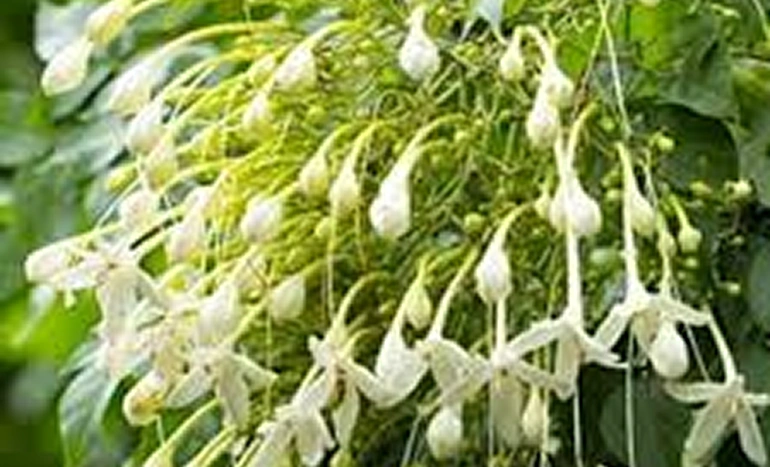 Indian Cork Tree - Millingtonia hortensis