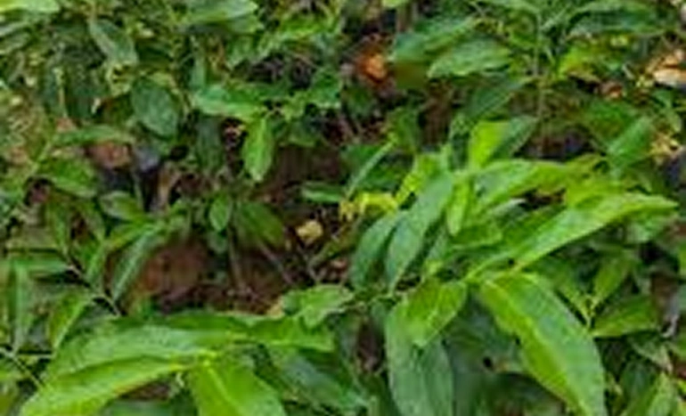 Indian Ebony Tree - Diospyros ebenum