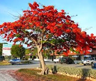 Indian Cork Fig Fruits