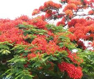Indian Cork Fig Tree