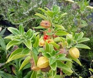 Indian Cork Fig Tree
