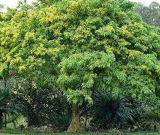 Indian Cork Fig Fruits