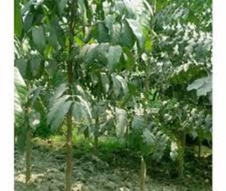 Indian Cork Fig Fruits