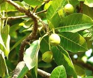 Indian Cork Fig Fruits