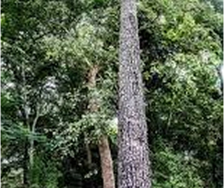Indian Cork Fig Fruits