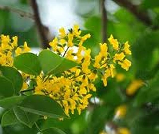 Indian Cork Fig Tree