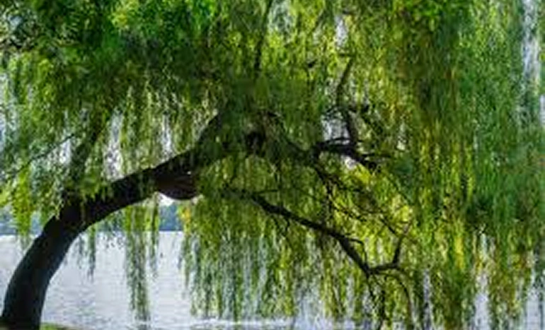 Indian Willow Tree