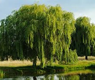 Indian Cork Fig Tree