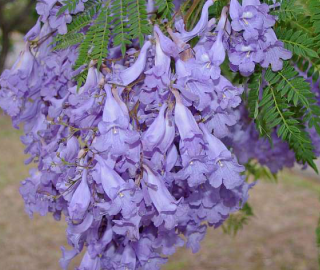 Indian Cork Fig Fruits