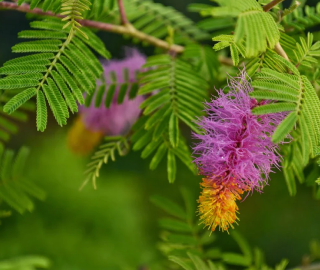 Indian Cork Fig Tree