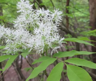 Indian Cork Fig Tree