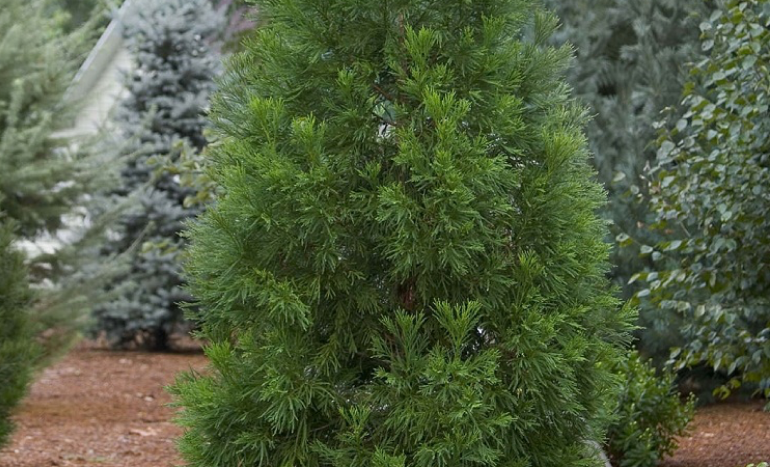 Japanese Cedar Tree
