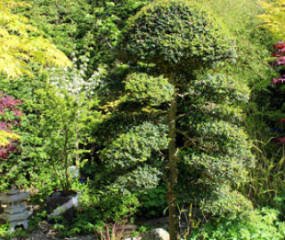 Indian Cork Fig Tree