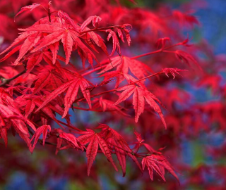 Indian Cork Fig Fruits