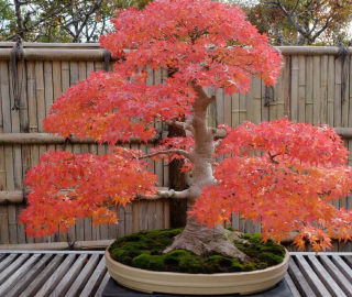 Indian Cork Fig Tree