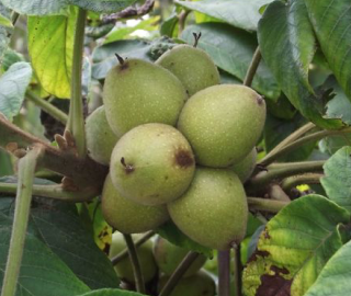 Indian Cork Fig Tree