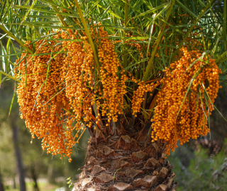 Indian Cork Fig Tree