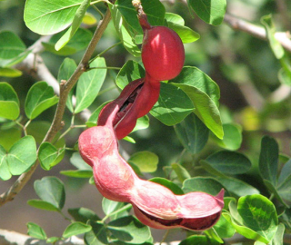 Indian Cork Fig Fruits