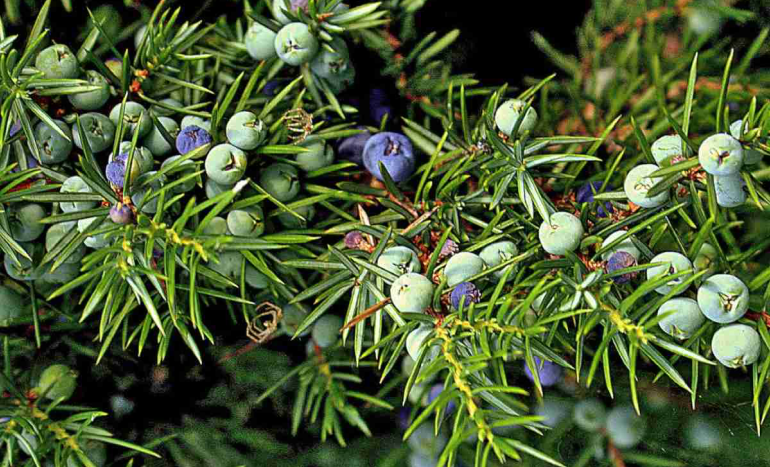 Juniper Tree