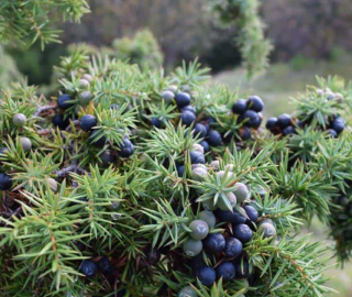 Indian Cork Fig Tree
