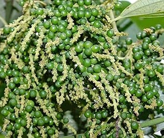 Kali Mirch Peppercorns