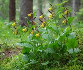 Lasoora Tree Leaves - Aromatic Foliage